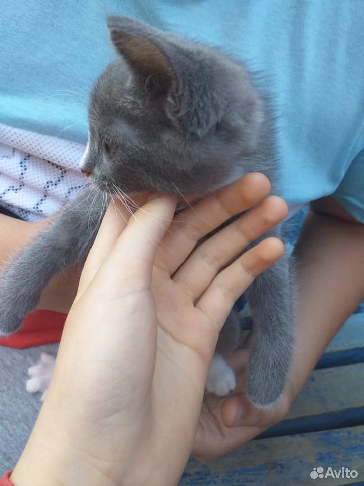 Русский голубой котёнок купить на Зозу.ру - фотография № 3