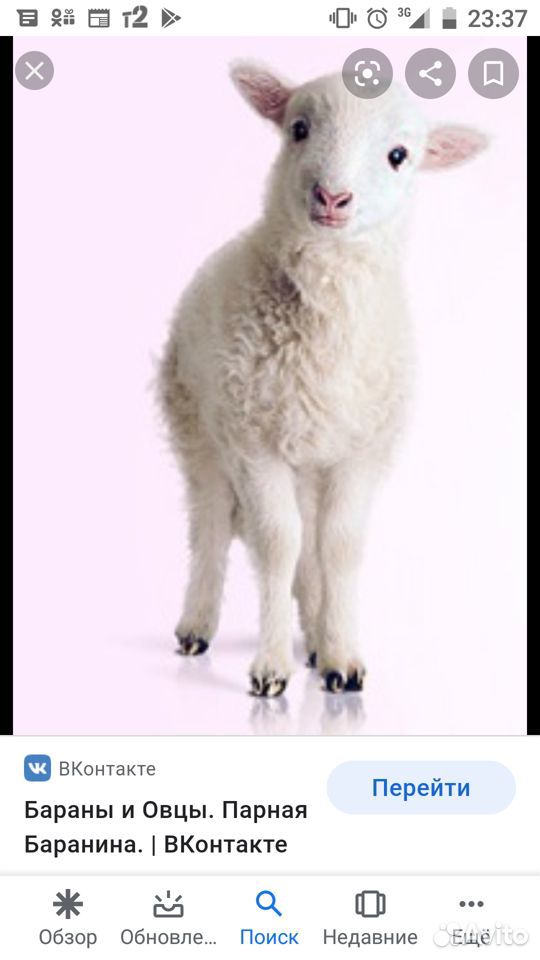 Продам овец оптом купить на Зозу.ру - фотография № 1