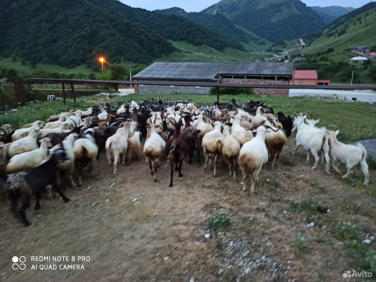 Овцы и козы в круг купить на Зозу.ру - фотография № 5