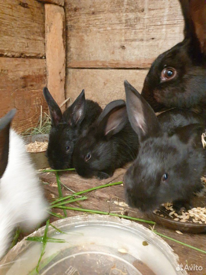 Продаются кролики различного возраста купить на Зозу.ру - фотография № 6