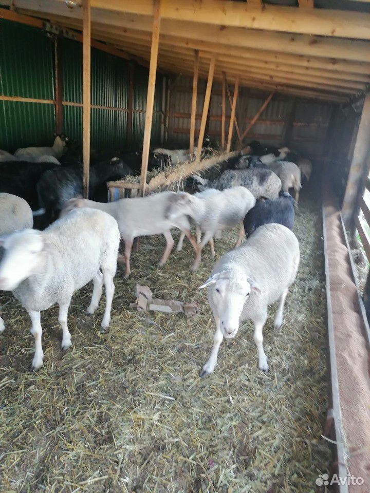 Овцы, козы доенные купить на Зозу.ру - фотография № 2