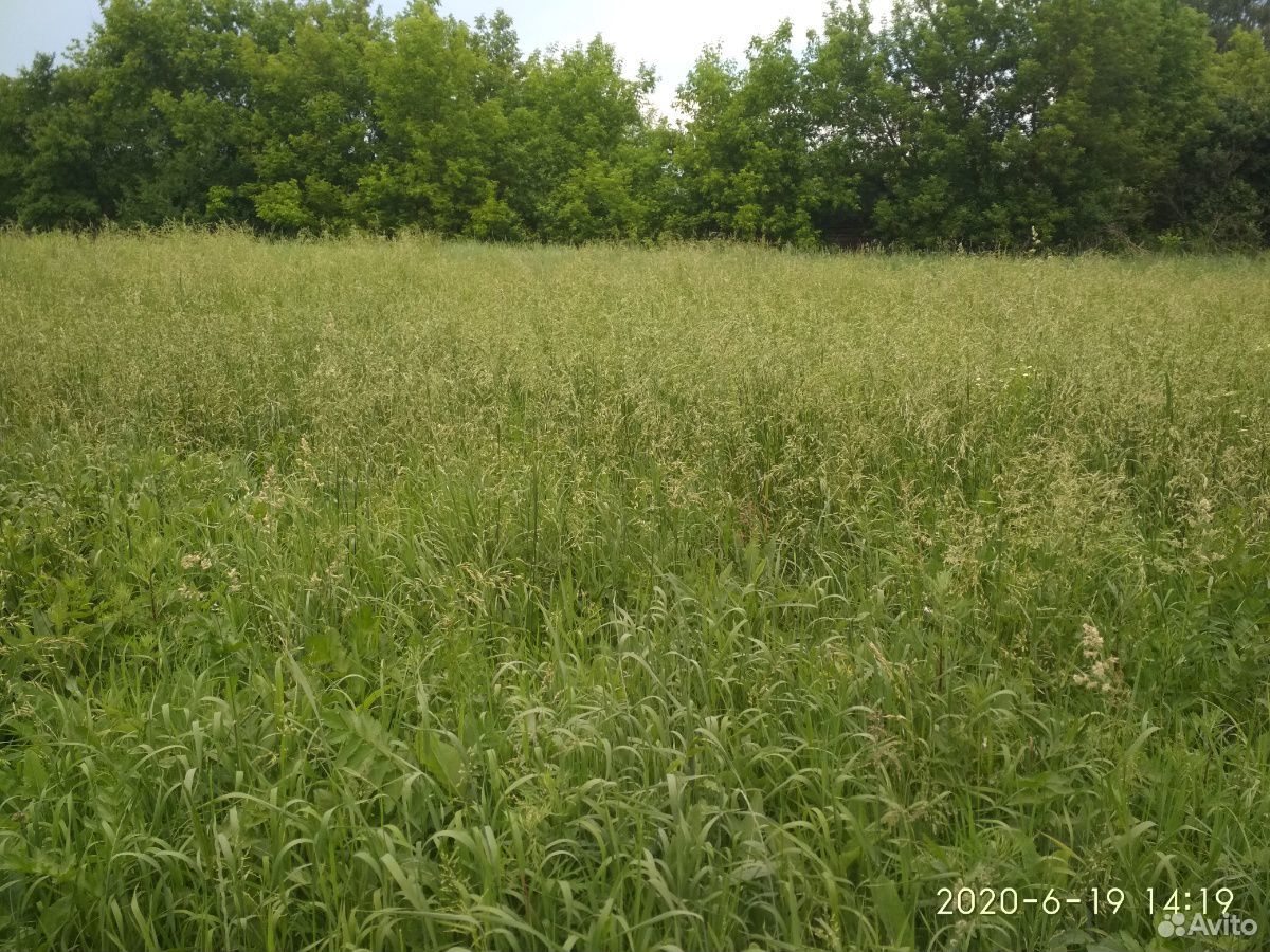 Трава на сено купить на Зозу.ру - фотография № 6