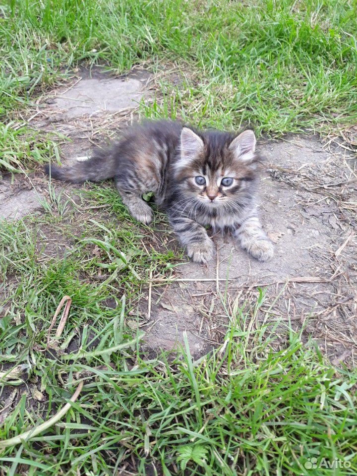 Котята, родились 3 мая, мама очень хорошо ловит мы купить на Зозу.ру - фотография № 1
