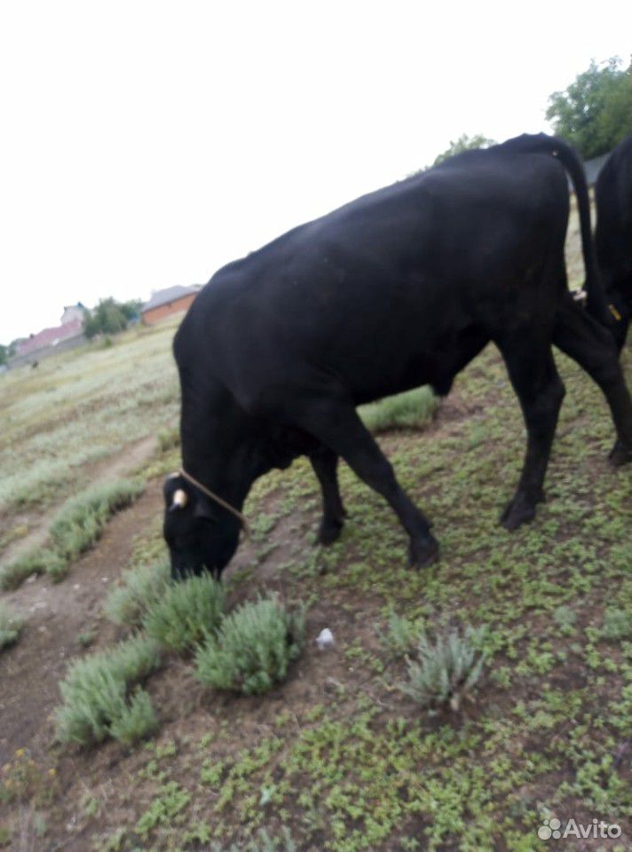 Продается,коровы и быки купить на Зозу.ру - фотография № 6