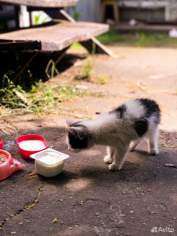 Маленькие котята в добрые руки купить на Зозу.ру - фотография № 1