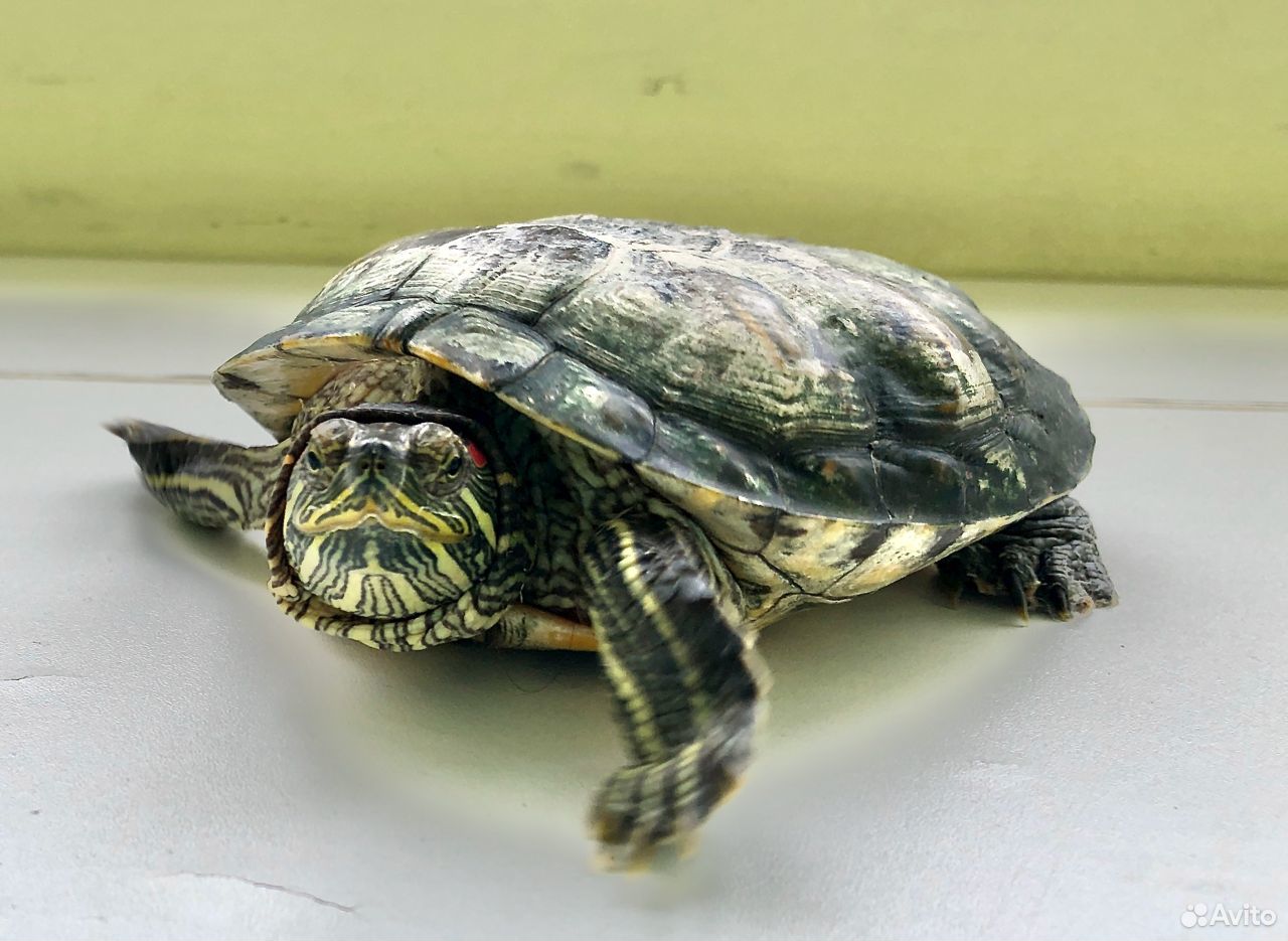 Красноухая черепаха купить на Зозу.ру - фотография № 1