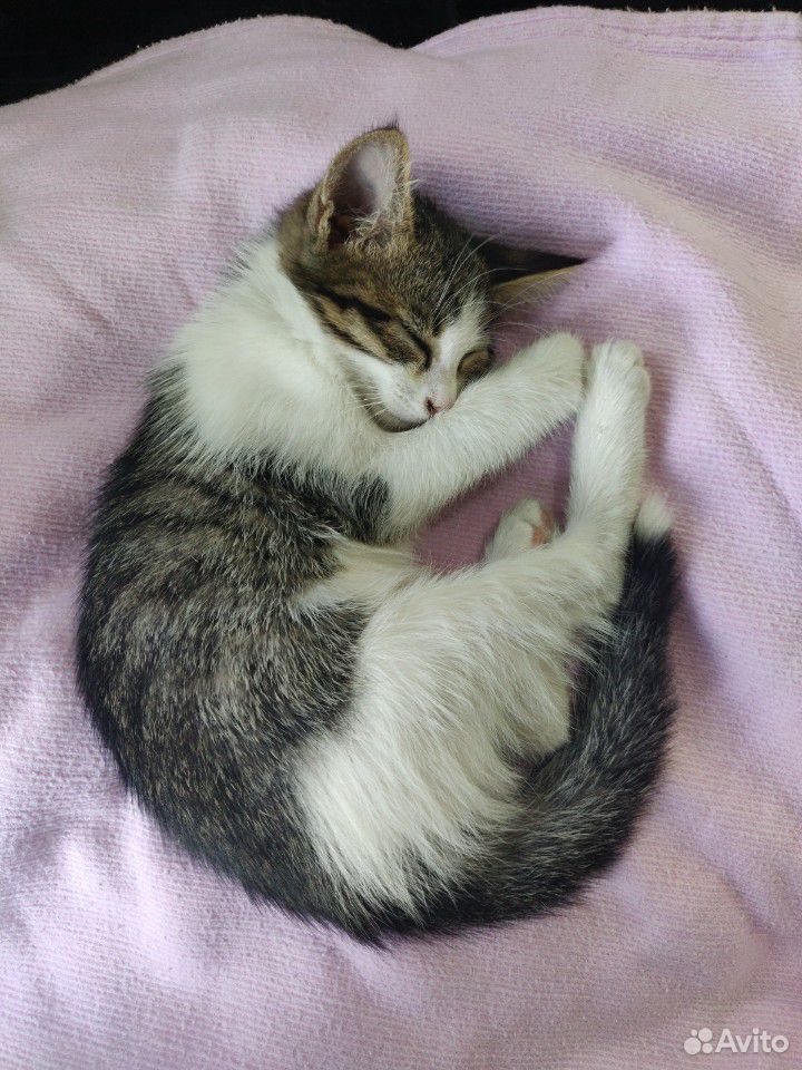 Ласковые котята 3 месяца, бесплатно с доставкой купить на Зозу.ру - фотография № 6