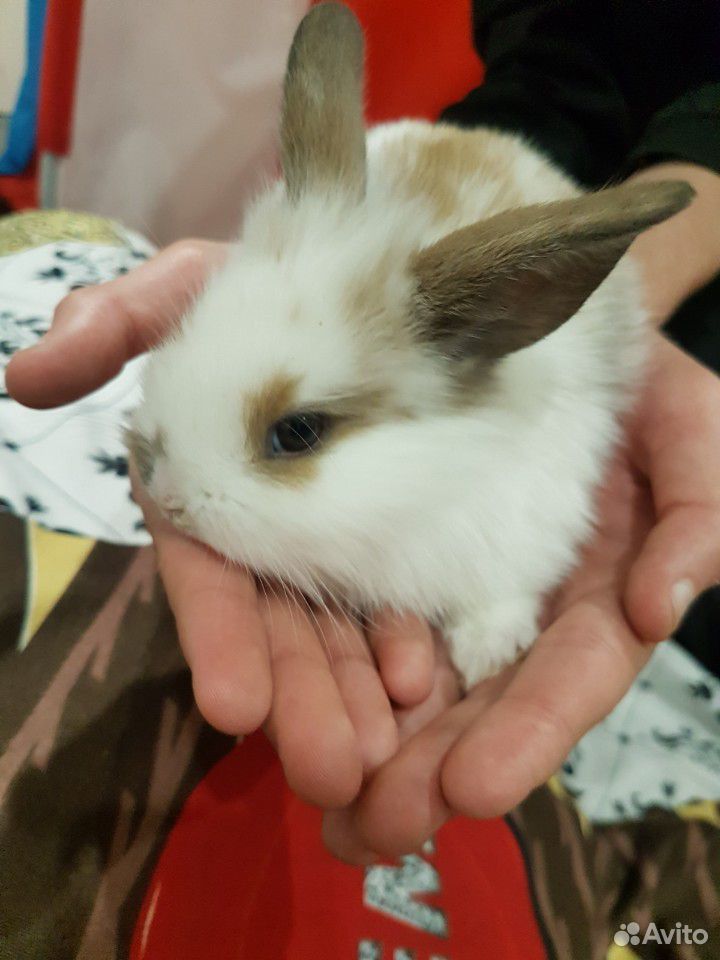 Кролик карликовый купить на Зозу.ру - фотография № 4