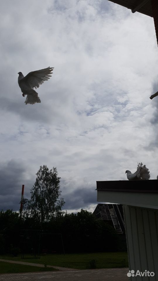 Белые голуби, павлины купить на Зозу.ру - фотография № 2