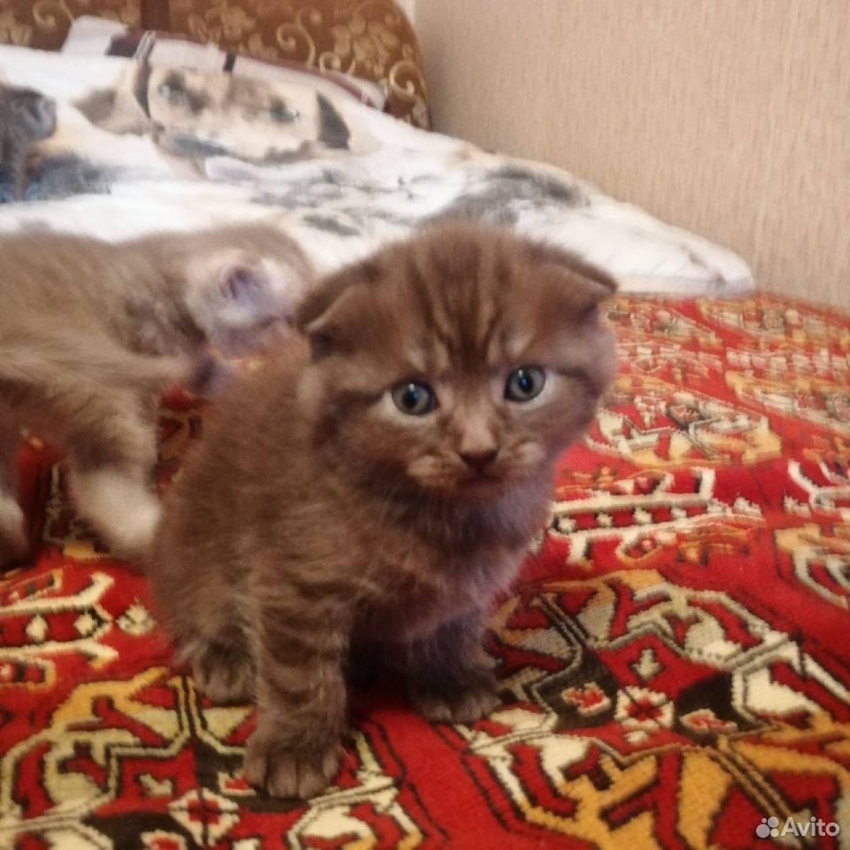Шотланские котята купить на Зозу.ру - фотография № 2