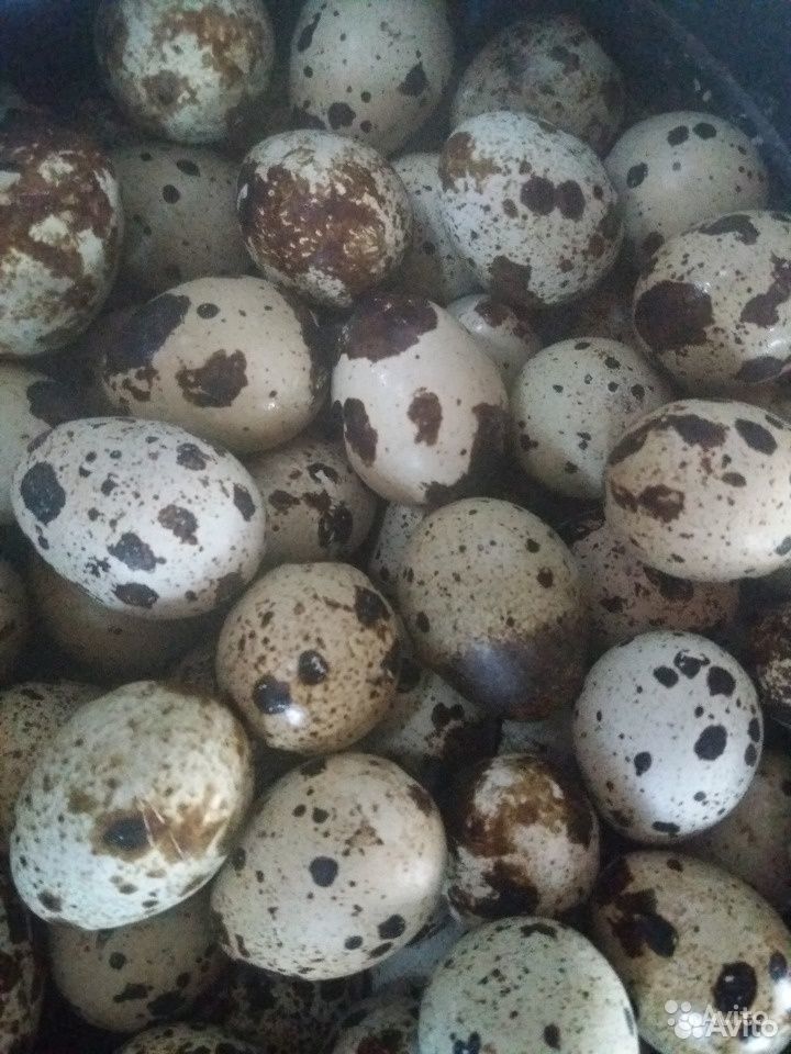 Инкубационное яйцо, суточные- трех суточный перепе купить на Зозу.ру - фотография № 1