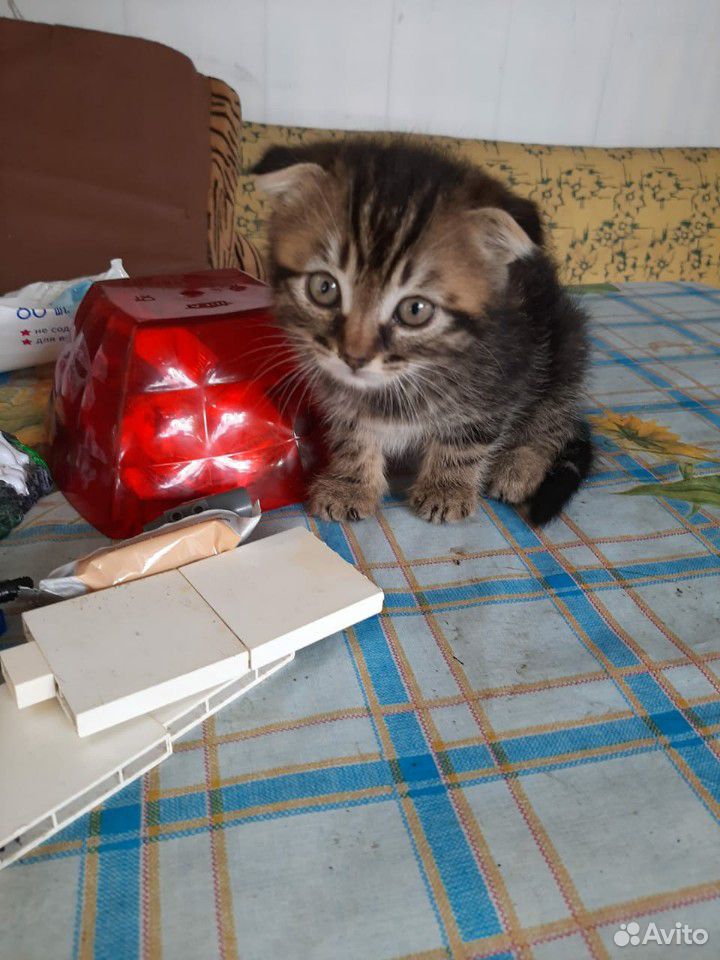 Породистый котик купить на Зозу.ру - фотография № 1