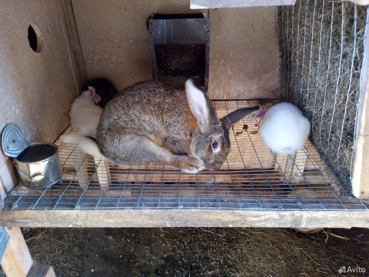 Крольчиха с крольчатами купить на Зозу.ру - фотография № 5