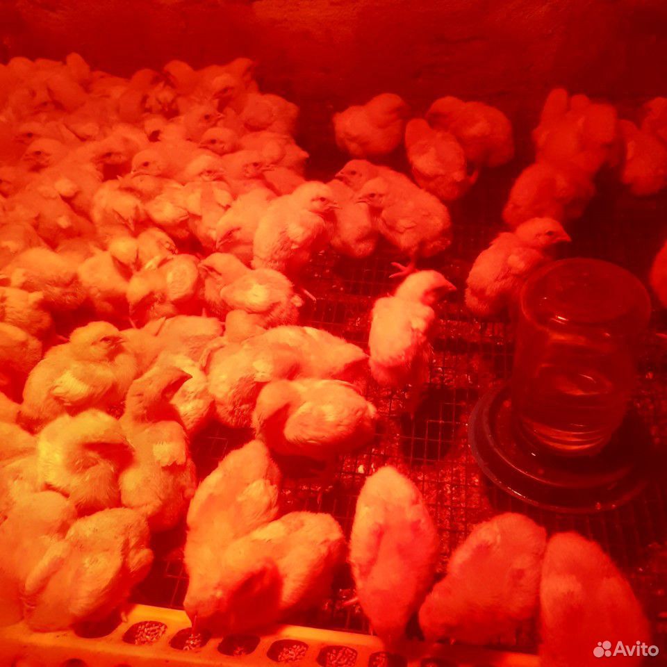 Суточные подрощеные цыплята, утята, бролер белый купить на Зозу.ру - фотография № 4