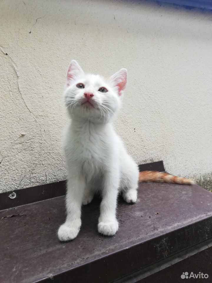 Белый котенок купить на Зозу.ру - фотография № 1