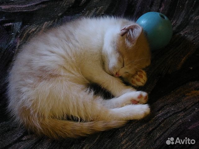 Котенок рыже-белый купить на Зозу.ру - фотография № 1