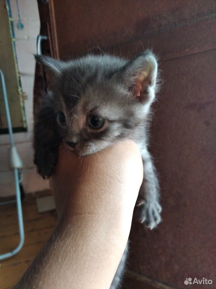 Отдам в хорошие руки красивых, милых котята купить на Зозу.ру - фотография № 2