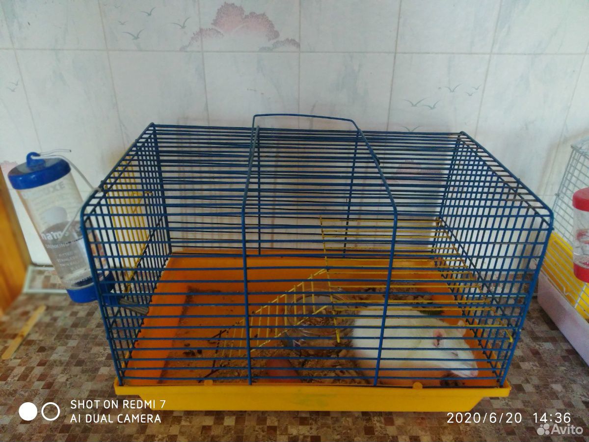 Крысы купить на Зозу.ру - фотография № 1