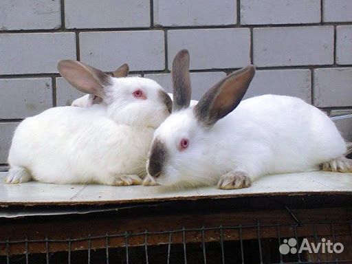 Кролики проды Hyplus чистопородные купить на Зозу.ру - фотография № 1