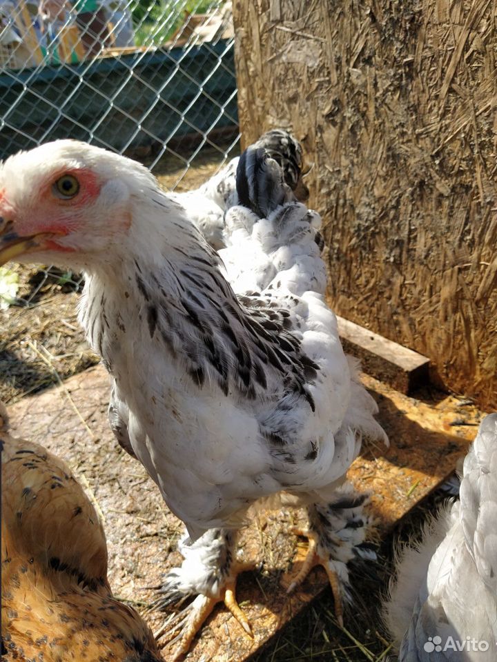 Цыплята кур купить на Зозу.ру - фотография № 2