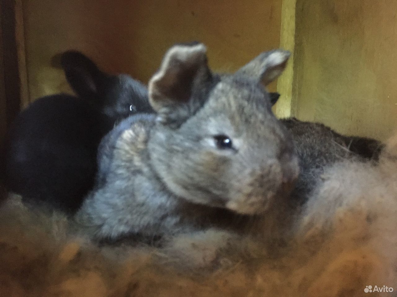 Кролики Французский баран-Фландр купить на Зозу.ру - фотография № 4