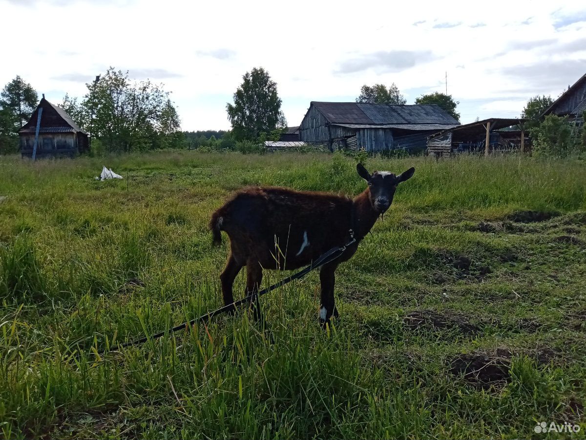 Козочка и коза купить на Зозу.ру - фотография № 4