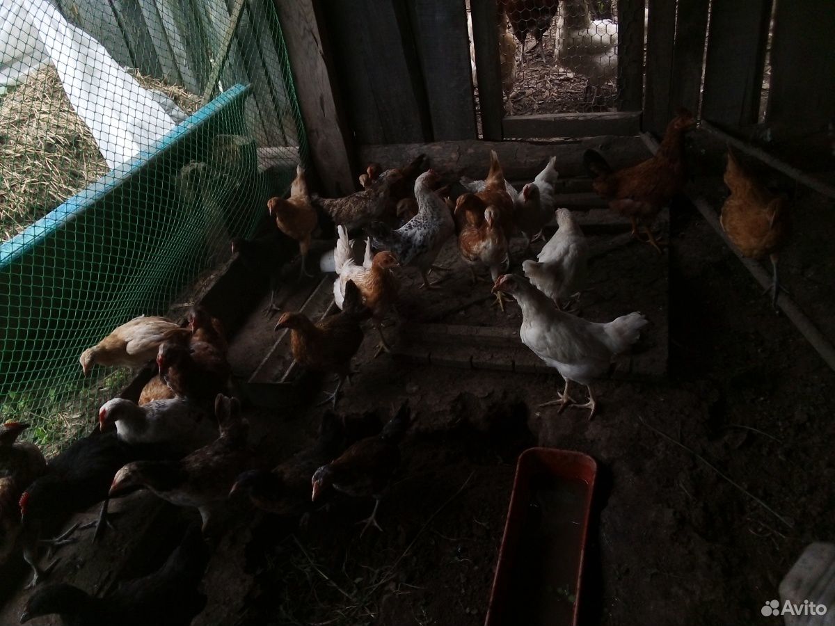 Цыплята от несушки купить на Зозу.ру - фотография № 3