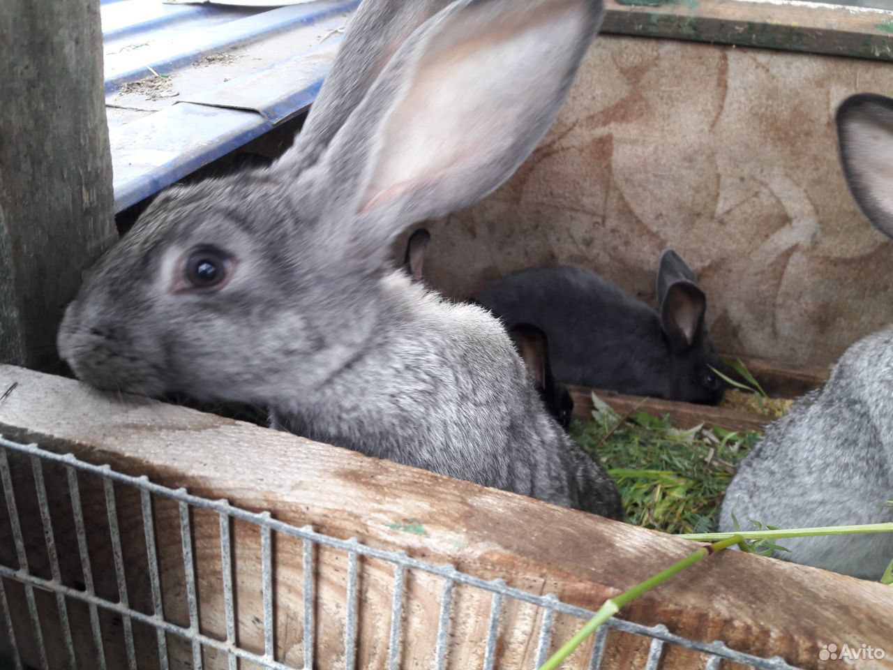 Кролики вырастают до 5кг купить на Зозу.ру - фотография № 7