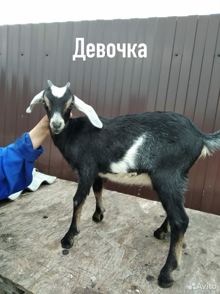 Нубийские козлята купить на Зозу.ру - фотография № 3