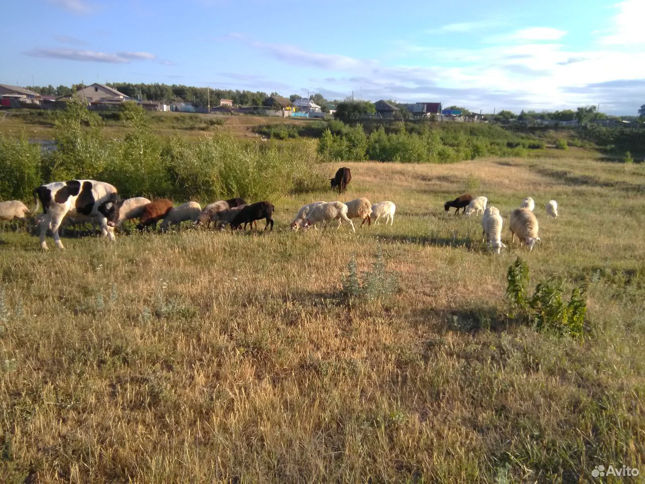Бараны овцы ягнята овцематки купить на Зозу.ру - фотография № 3
