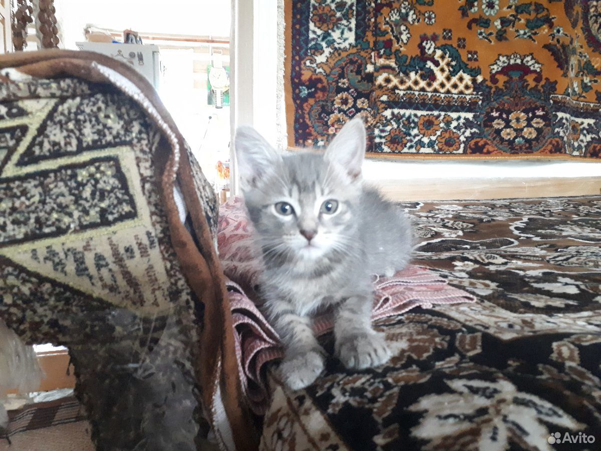 Котёнок, самец 1.5-2 месяца купить на Зозу.ру - фотография № 1