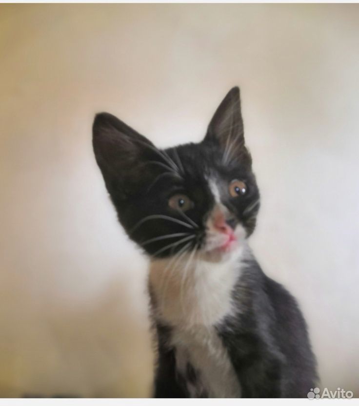 Котёнок серый и черно-белый купить на Зозу.ру - фотография № 7