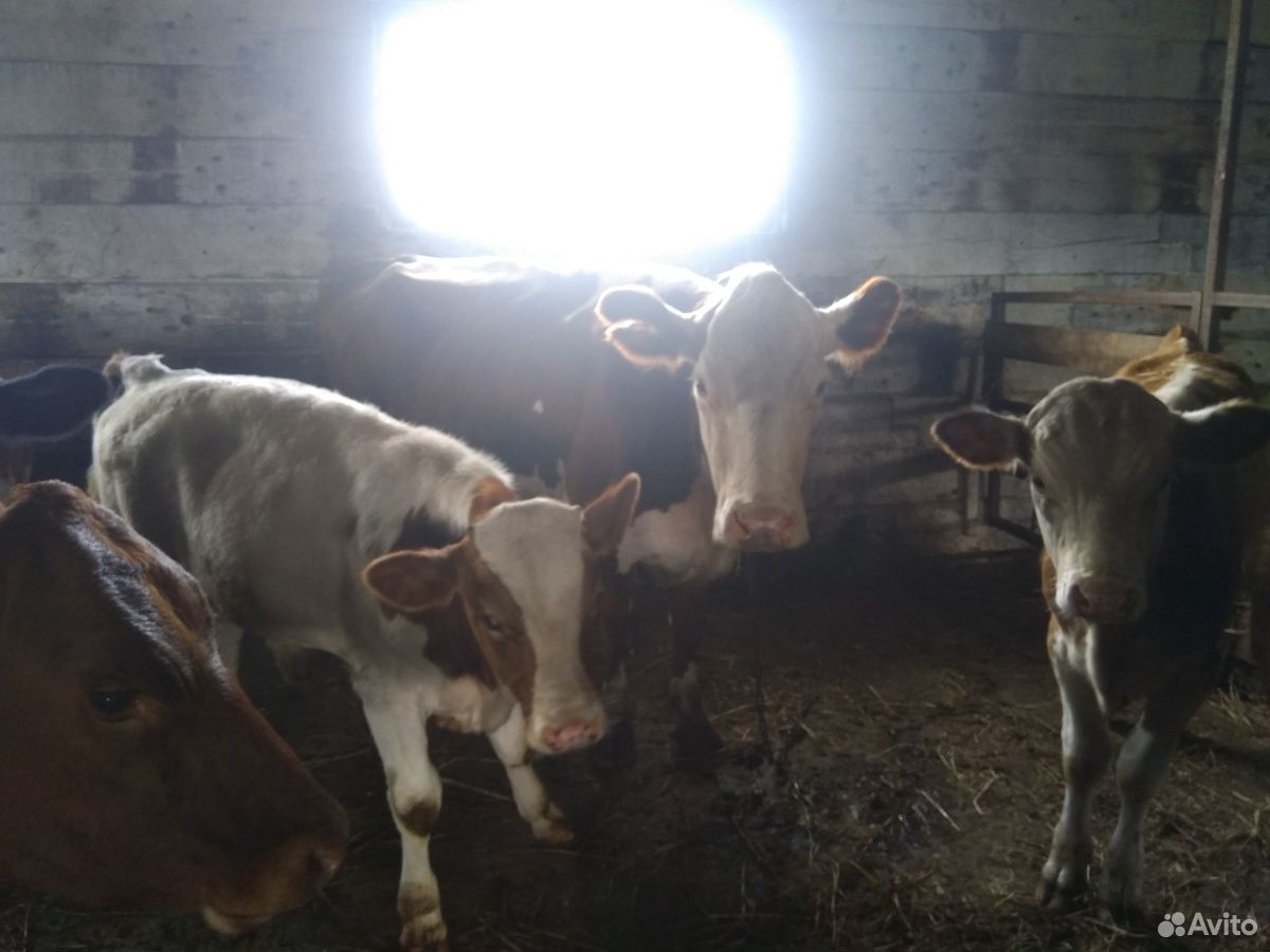 Коровы с телятами (подсосные) купить на Зозу.ру - фотография № 2