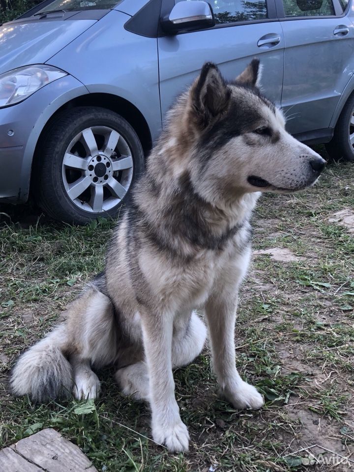 Найдена собака - маламут купить на Зозу.ру - фотография № 3