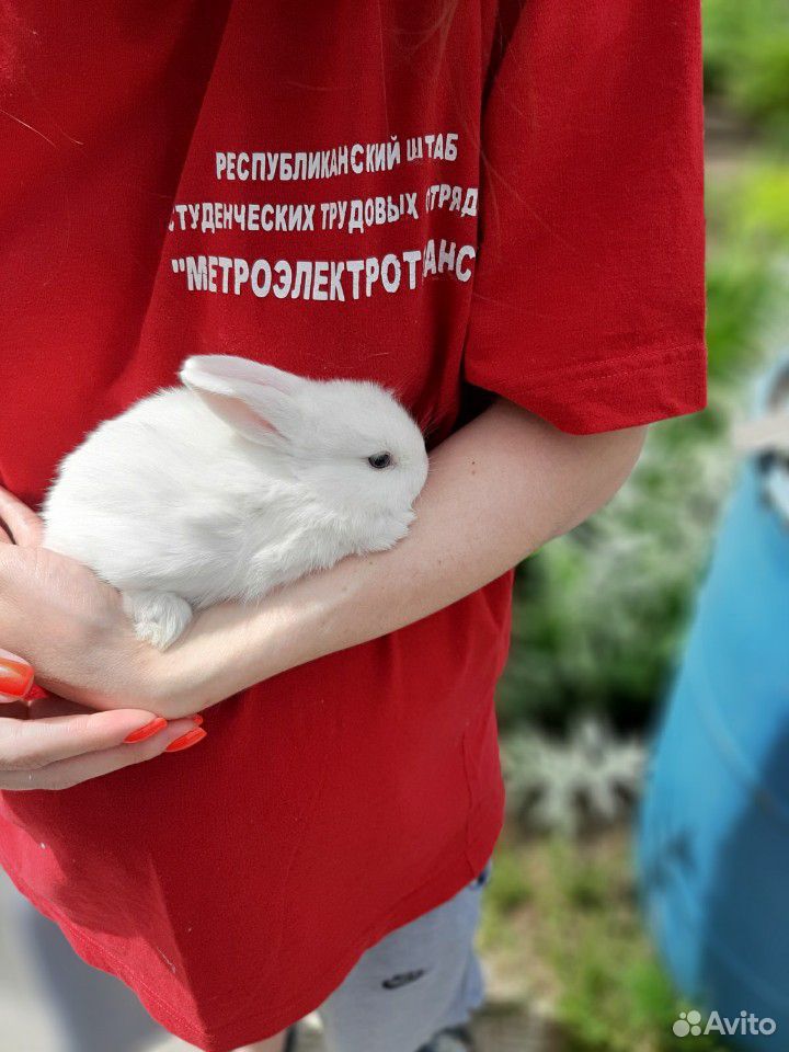 Карликовые,вислоухие Кролики купить на Зозу.ру - фотография № 4