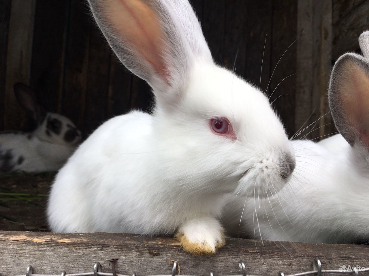 Калифорнийские белоснежные крольчата купить на Зозу.ру - фотография № 6