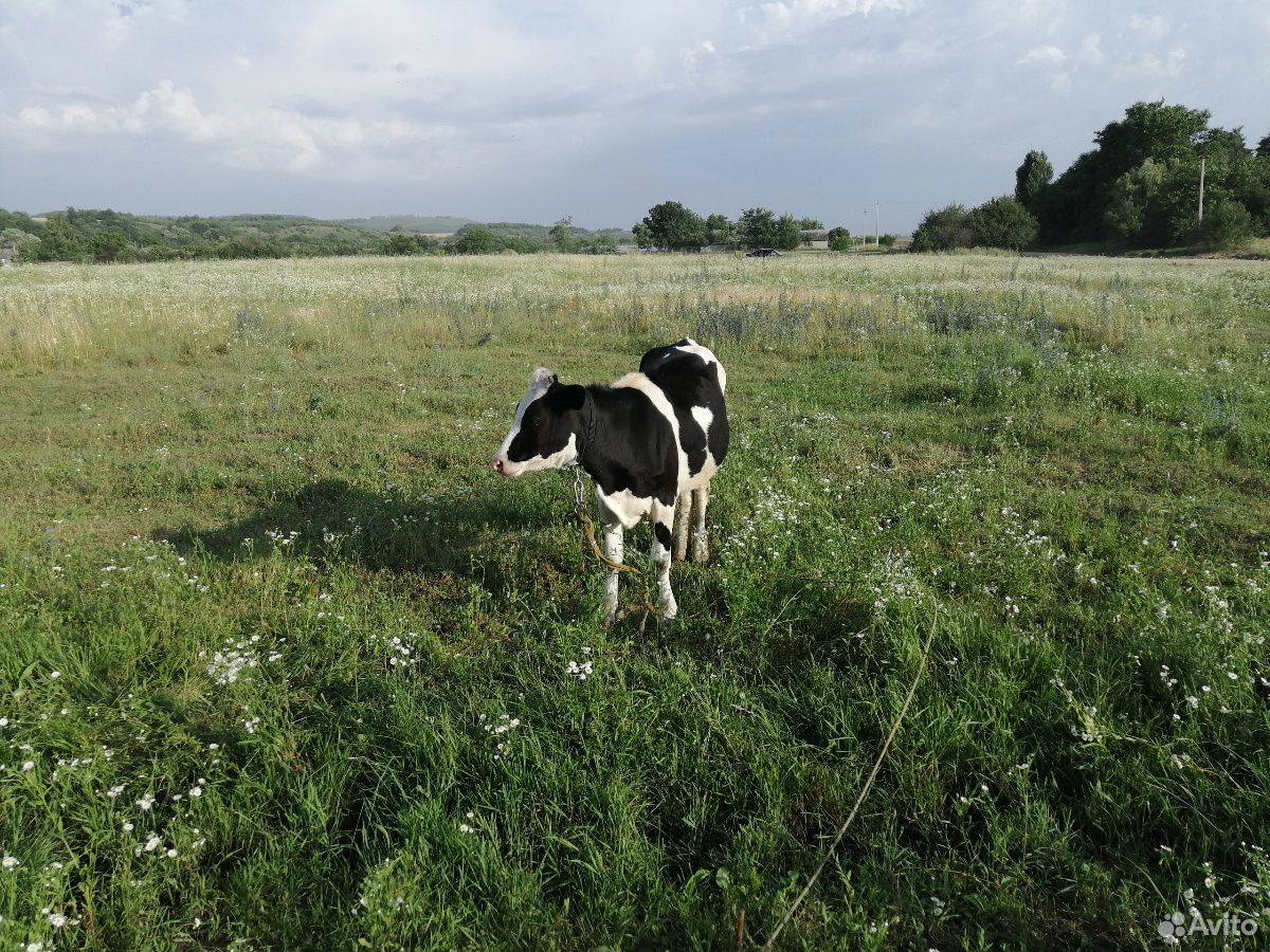 Корова, телочки купить на Зозу.ру - фотография № 7