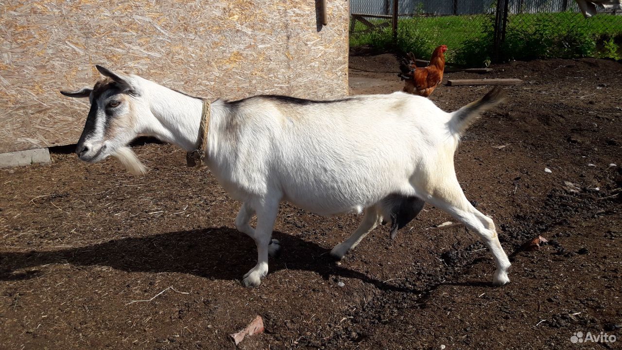 Породистые козы козлята купить на Зозу.ру - фотография № 7