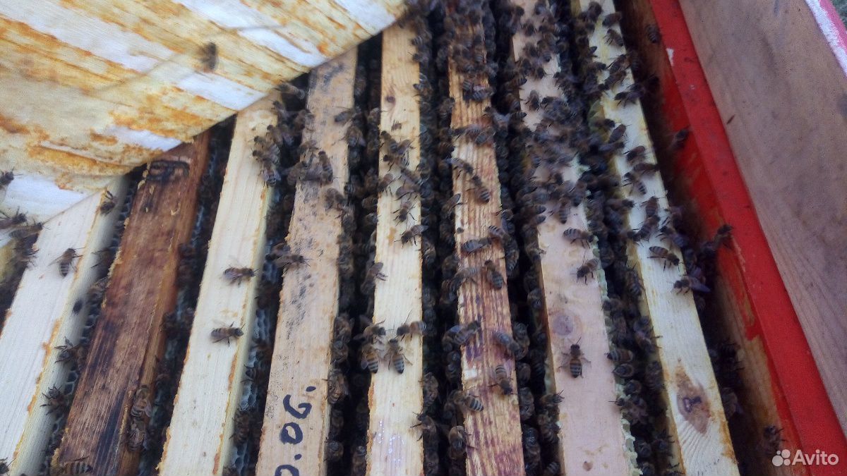 Продам пчелосемьи,отводки,пчелопакеты купить на Зозу.ру - фотография № 4
