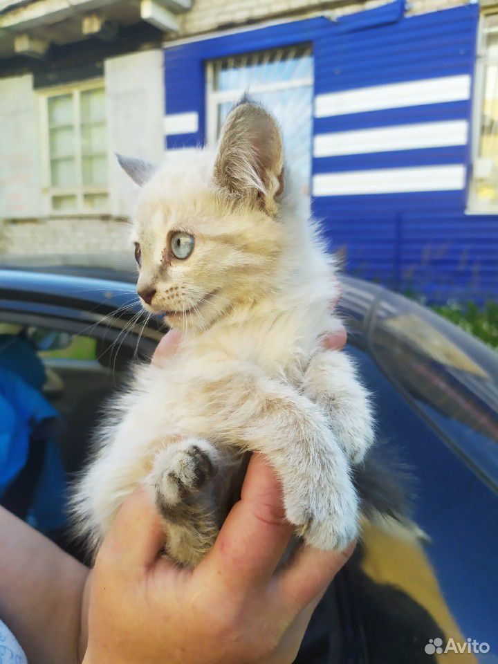 Котенок тайский купить на Зозу.ру - фотография № 4