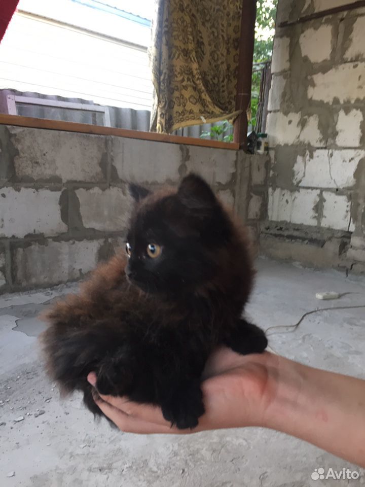 Чёрная кошка купить на Зозу.ру - фотография № 2