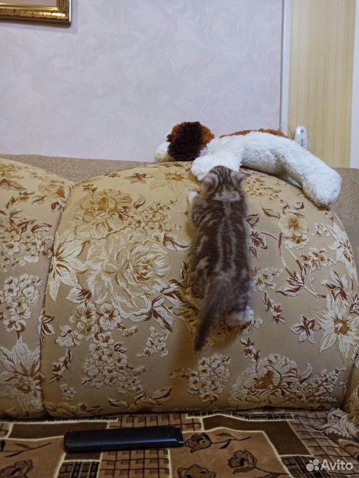 Котенок девочка купить на Зозу.ру - фотография № 5