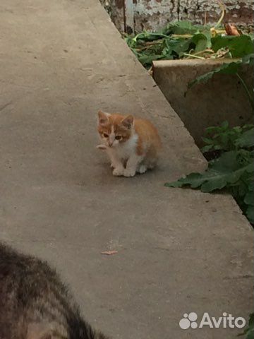 Котёнок ищет хозяина купить на Зозу.ру - фотография № 2