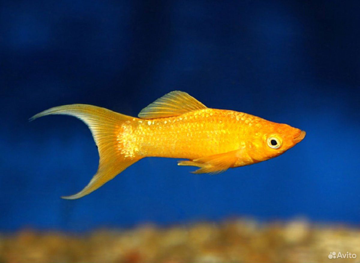 Меланезия рыбка для аквариума фото