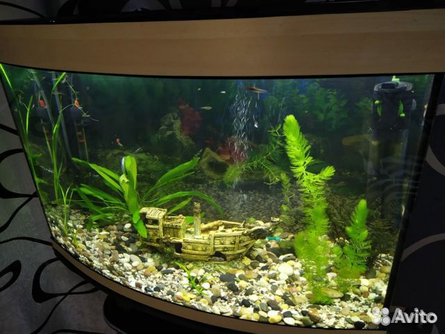 Панорамный аквариум с оборудованием купить на Зозу.ру - фотография № 1