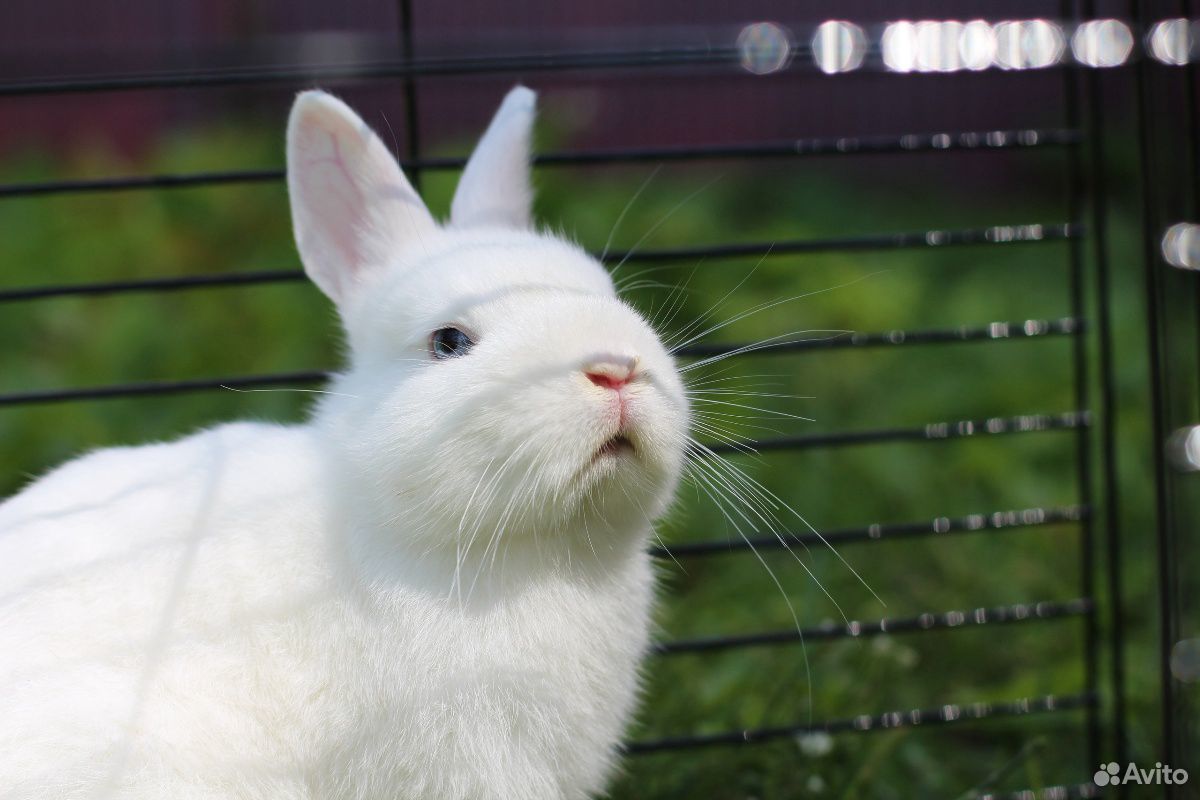 Белый карликовый кролик купить на Зозу.ру - фотография № 1