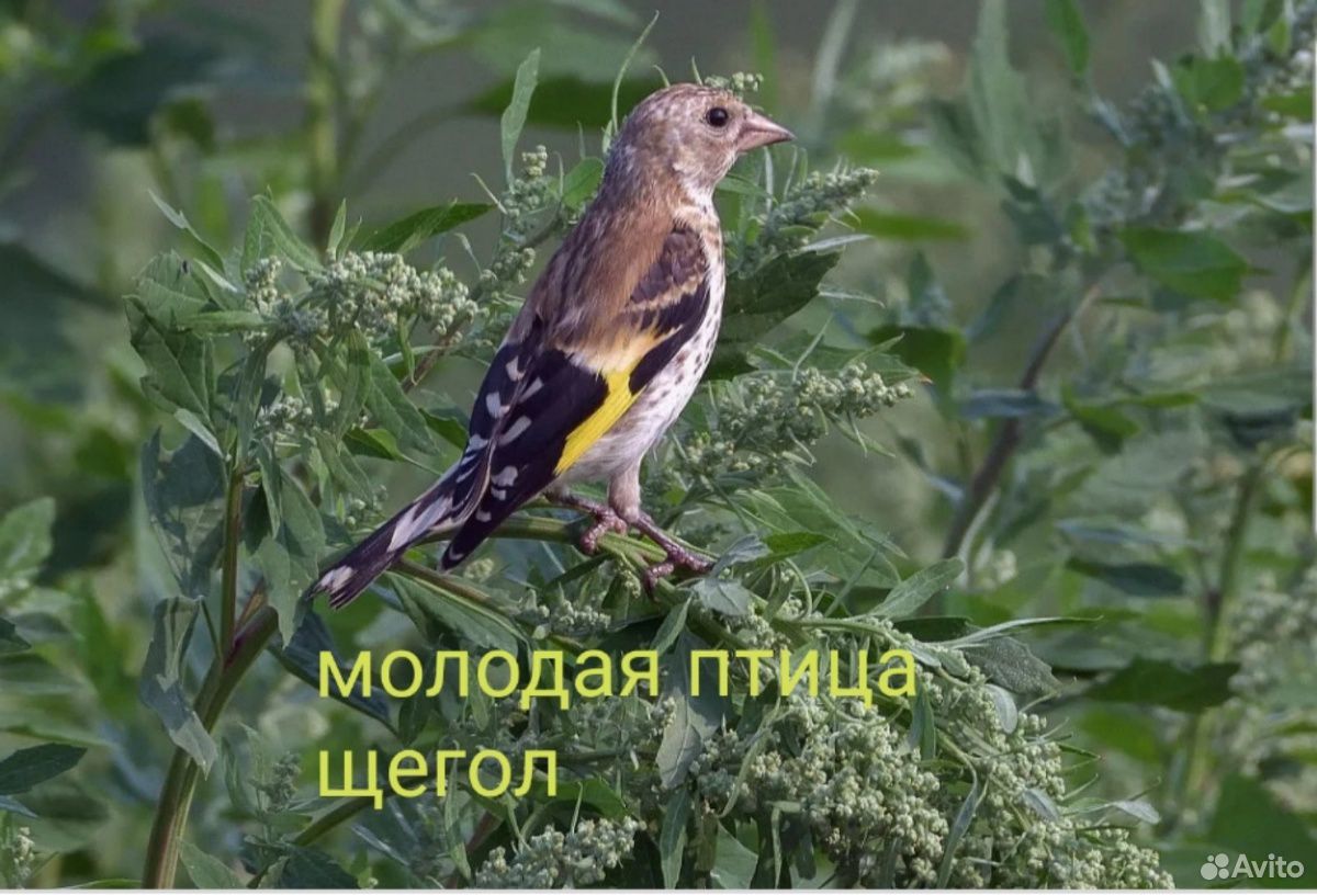 Птицы купить на Зозу.ру - фотография № 3
