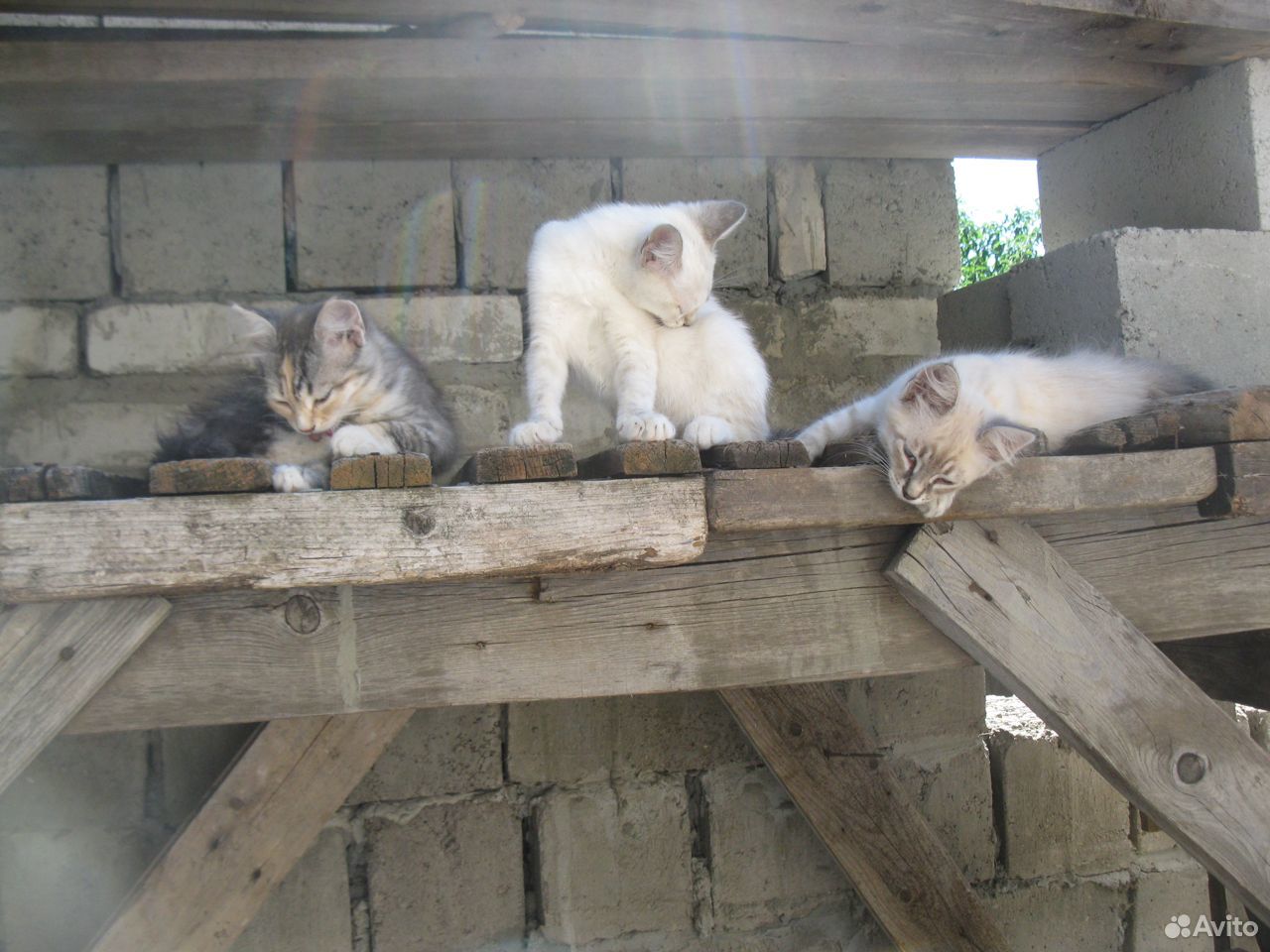 Бесценные котята купить на Зозу.ру - фотография № 1