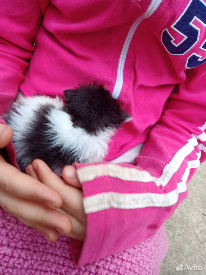 Черно- белый котенок,2 недели купить на Зозу.ру - фотография № 10