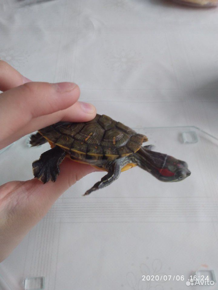 Черепаха красноухая+ аквариум купить на Зозу.ру - фотография № 1